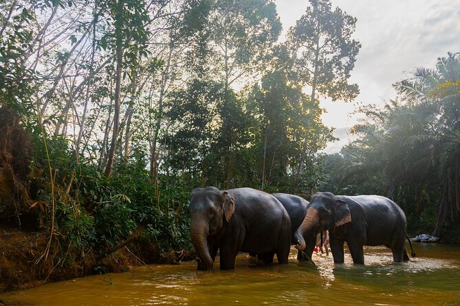 2-Hour Guided Eco-Tour & Transfer to Khaolak Elephant Sanctuary - Quick highlights worth knowing