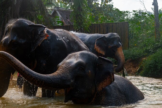 2-Hour Guided Eco-Tour & Transfer to Khaolak Elephant Sanctuary - Getting there smoothly: pickup or meet at the sanctuary