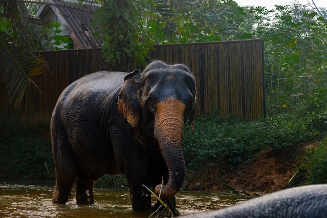 2-Hour Guided Eco-Tour & Transfer to Khaolak Elephant Sanctuary - The photography service: a smart add-on that saves you from constant phone duty