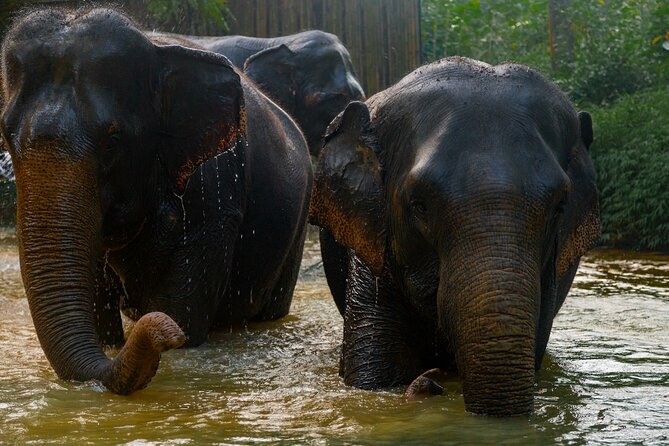 2-Hour Guided Eco-Tour & Transfer to Khaolak Elephant Sanctuary - Price and value: what $74.97 actually buys you