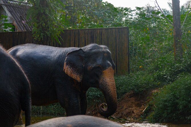 2-Hour Guided Eco-Tour & Transfer to Khaolak Elephant Sanctuary - Feeding and jungle walking: learning while you watch, not just pose