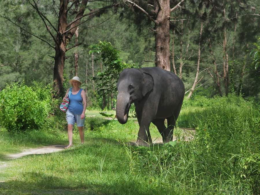 Bamboo Rafting, Waterfall, lunch, Elephant, and Turtle Tour - Key highlights at a glance