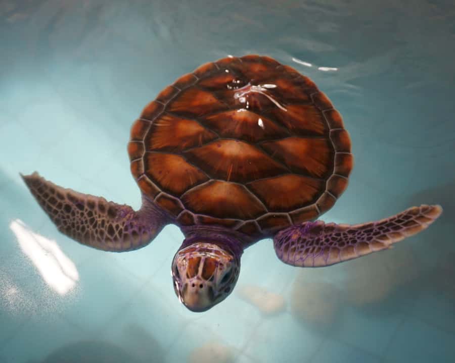 Bamboo Rafting, Waterfall, lunch, Elephant, and Turtle Tour - Who should book this tour (and who shouldn’t)