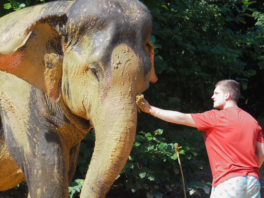 Bamboo Rafting, Waterfall, lunch, Elephant, and Turtle Tour - Lunch in Khao Lak: Thai food you can actually enjoy mid-tour