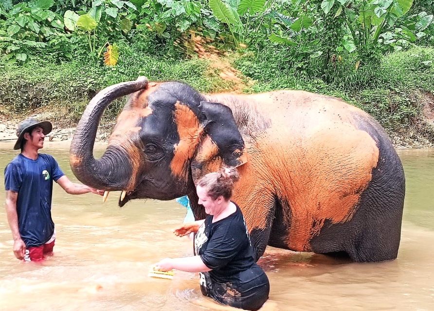 Ethical Elephant Sanctuary Experience in Khao Lak - The Intro That Changes How You Watch Elephants