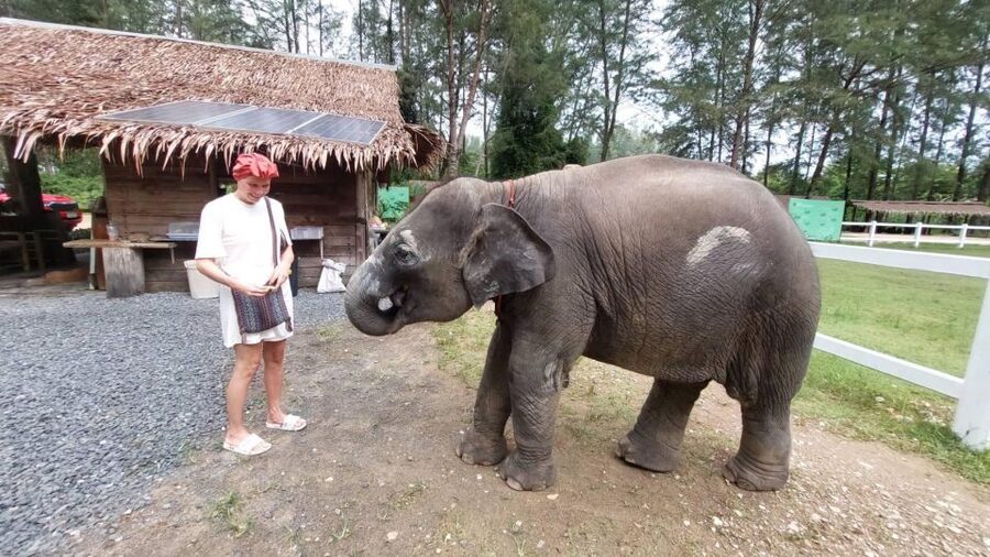 Ethical Elephant Sanctuary Experience in Khao Lak - The Observation Walk: Follow Along, Don’t Direct