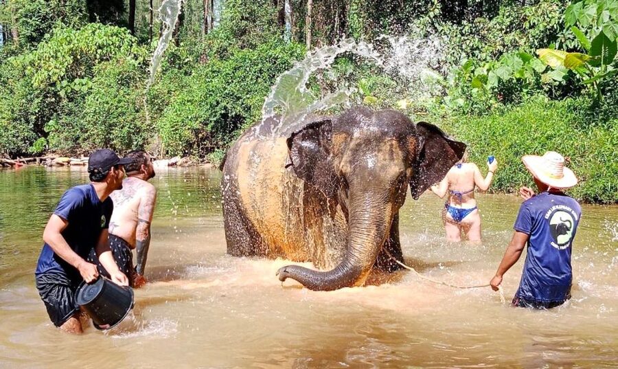 Ethical Elephant Sanctuary Experience in Khao Lak - Price and Value: What $56 Buys in Real Life