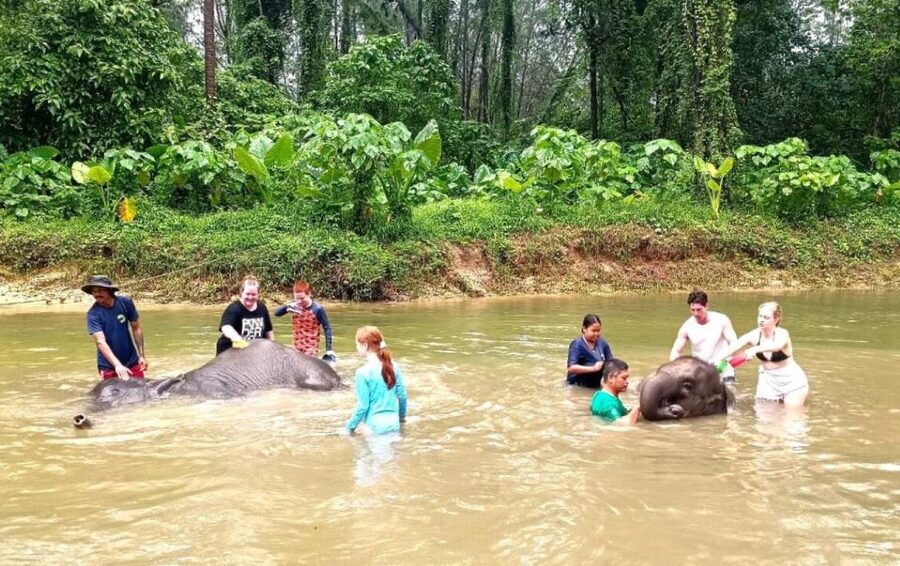Ethical Elephant Sanctuary Experience in Khao Lak - The Herbal Elephant Supplement Activity: Caring Knowledge, Not Just Souvenirs