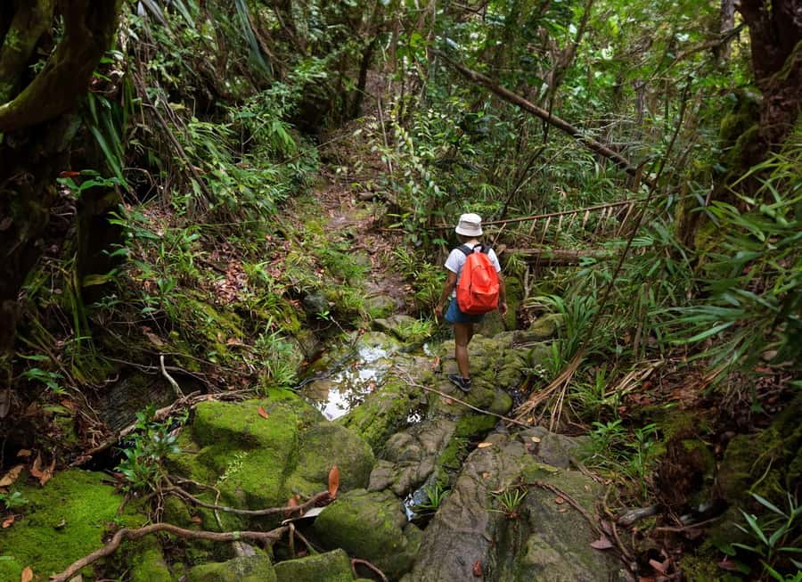 From Khao Lak: Khao Sok Jungle Hike & River Tour - Key highlights to know before you go