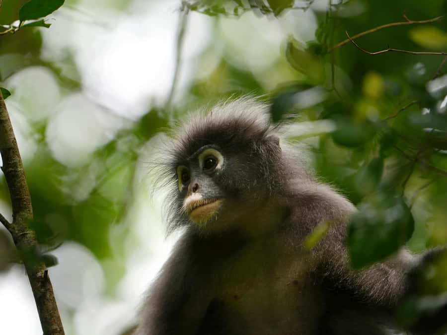 From Khao Lak: Khao Sok Jungle Hike & River Tour - From Khao Lak to Khao Sok: the morning rhythm that matters