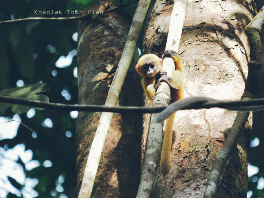 From Khao Lak: Khao Sok Jungle Hike & River Tour - Price and value: what $95 gets you (and why it adds up)