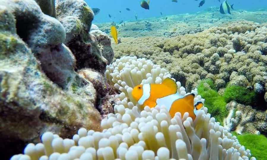 From Khao Lak & Phuket: Similan Islands Snorkeling Day Trip - Who this tour suits best (and who should skip it)
