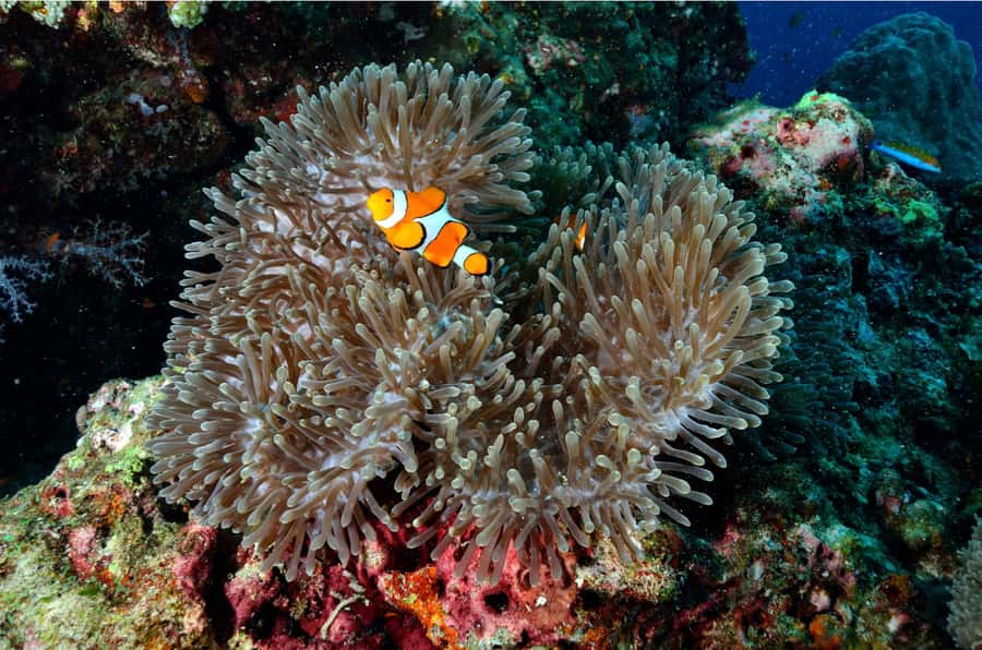 From Khao Lak: Similan Islands Day Trip with Snorkeling - Koh Payu (Ko 7): calm waters, abundant marine life, and crowd control