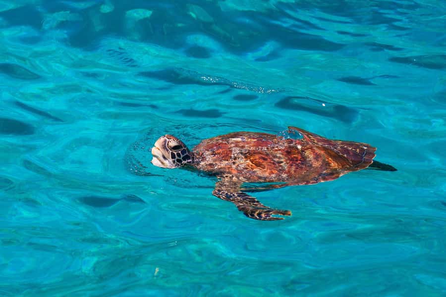 From Khao Lak: Similan Islands Snorkeling Trip with Lunch - Key things to know before your Similans snorkeling day