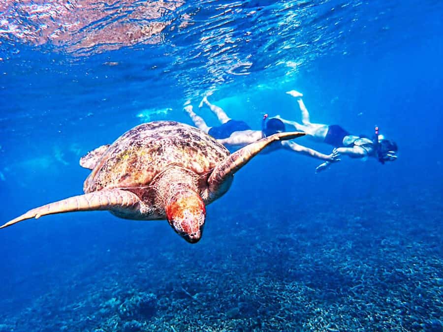 From Khao Lak: Surin Islands Snorkeling Tour w/ Meals - Key highlights you’ll feel right away