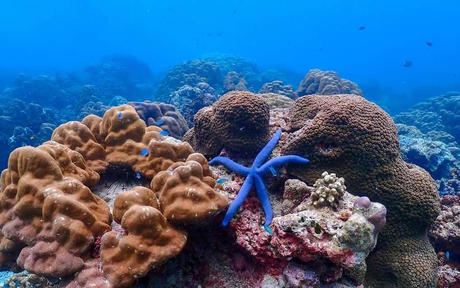 From Khao Lak: Surin Islands Snorkeling Tour w/ Meals - Surin Islands at first light: why the timing matters