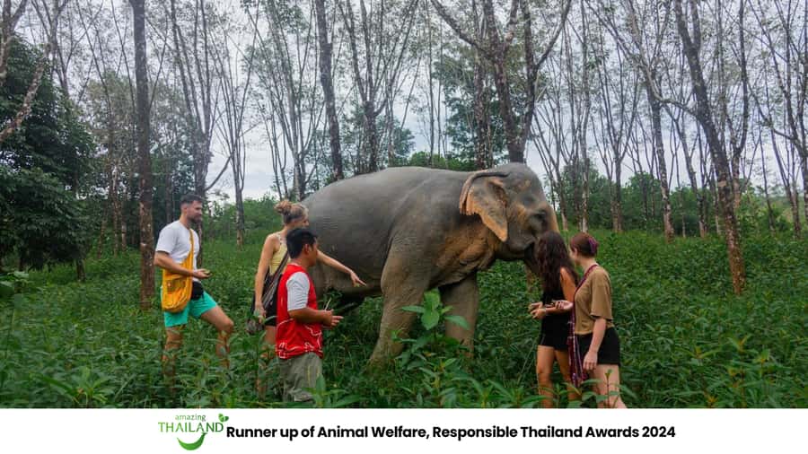 Khao Lak: 2-Hour Elephant Sanctuary Eco-Walk with Guided - Why this Khao Lak eco-walk works better than typical elephant shows