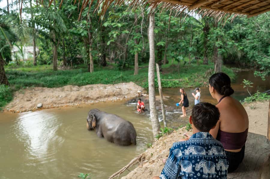 Khao Lak: 2-Hour Elephant Sanctuary Eco-Walk with Guided - The jungle eco-walk: feeding, watching behavior, and taking photos at leisure