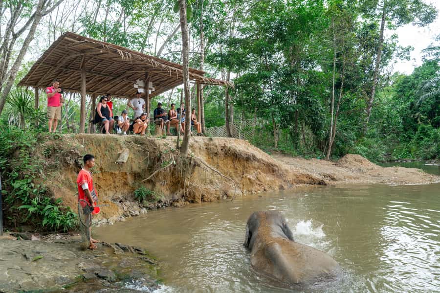 Khao Lak: 2-Hour Elephant Sanctuary Eco-Walk with Guided - Who this tour is best for (and who should reconsider)