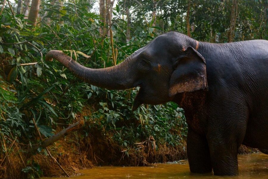 Khao Lak: All-Day Elephant Sanctuary Experience Small Groups - Key Things That Make This Elephant Day Work So Well