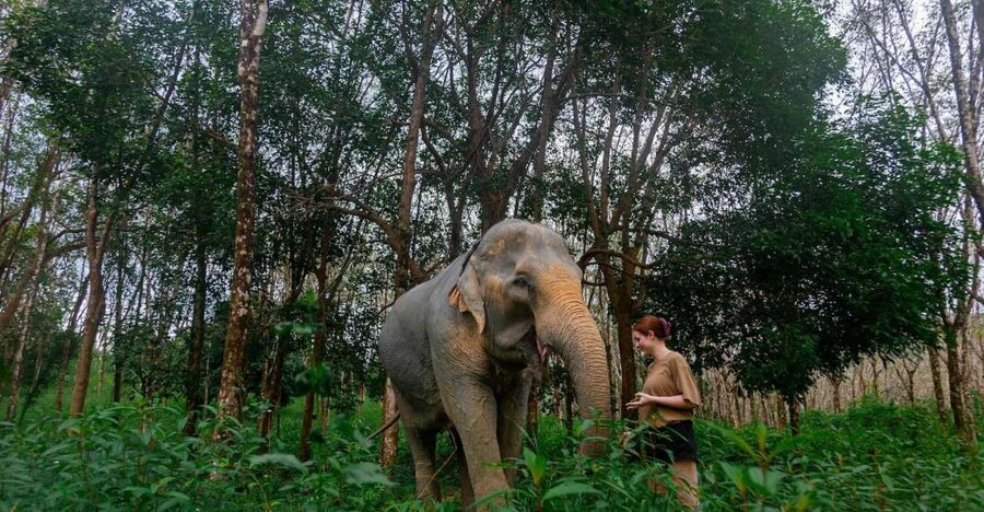 Khao Lak: All-Day Elephant Sanctuary Experience Small Groups - Who This Tour Fits Best (And Who Might Prefer Something Else)