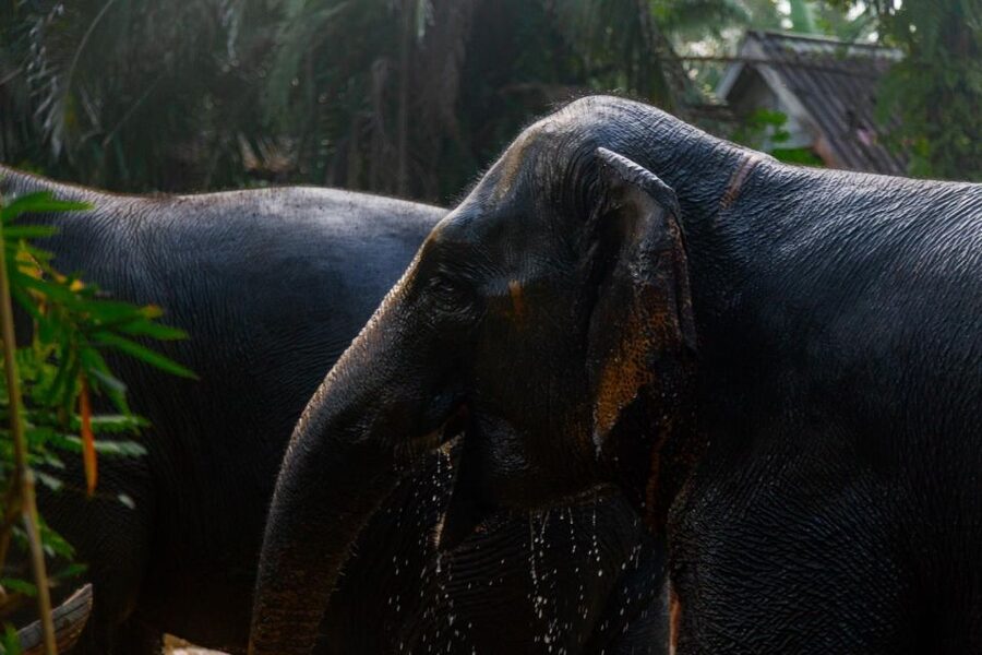 Khao Lak: All-Day Elephant Sanctuary Experience Small Groups - Making Herbal Vitamin Balls and Preparing Dietary Supplements