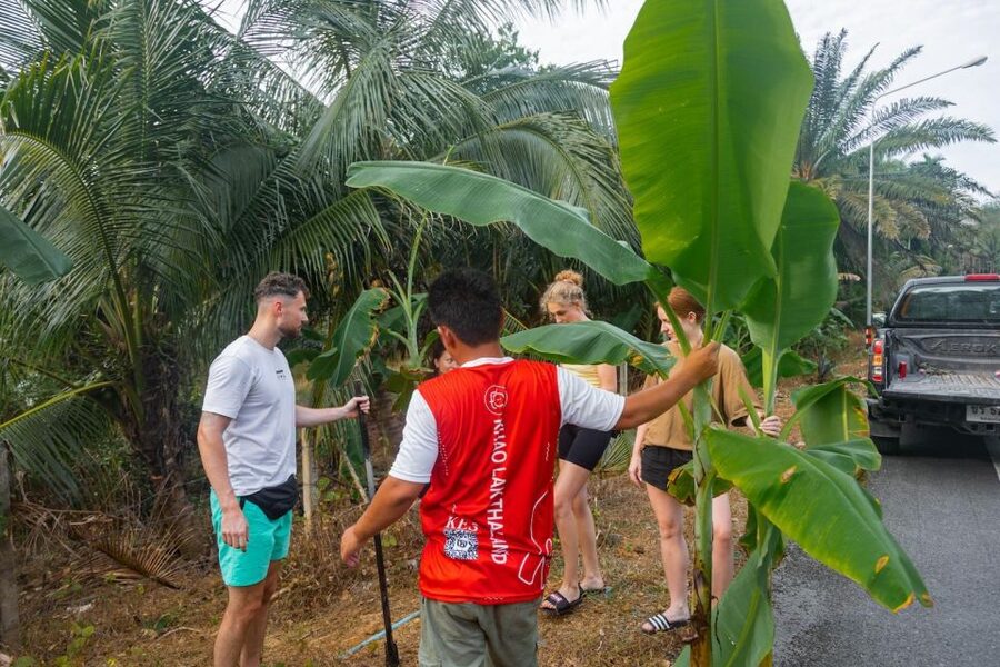 Khao Lak: All-Day Elephant Sanctuary Experience Small Groups - Lunch at StreetEats: Pad Thai, Seasonal Fruit, and a Real Cooking Lesson