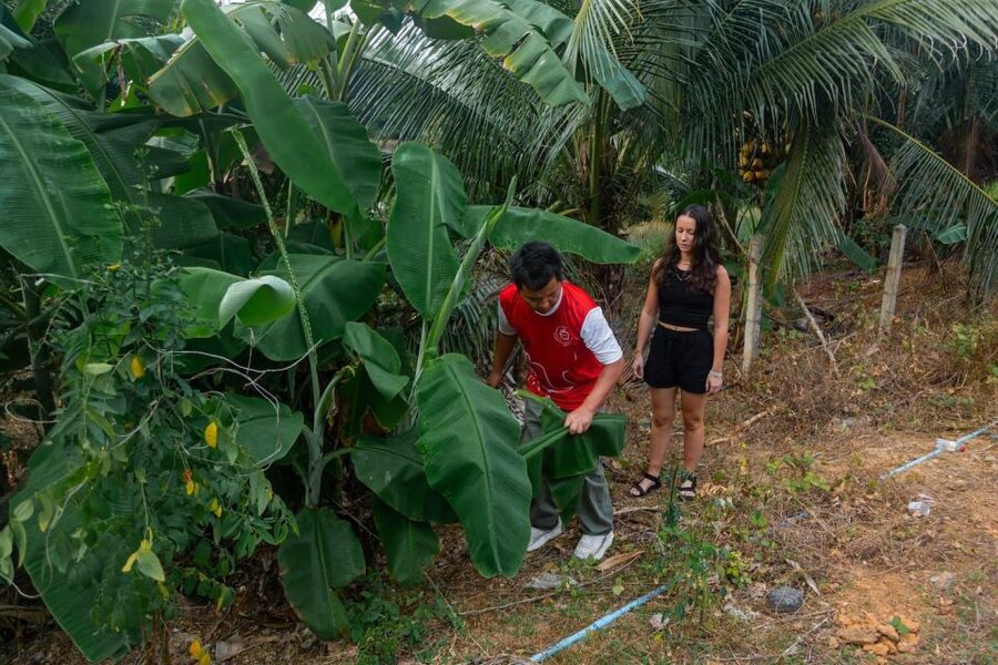 Khao Lak: All-Day Elephant Sanctuary Experience Small Groups - Rubber Tapping and Local Farming: A Side of Thailand Most People Miss