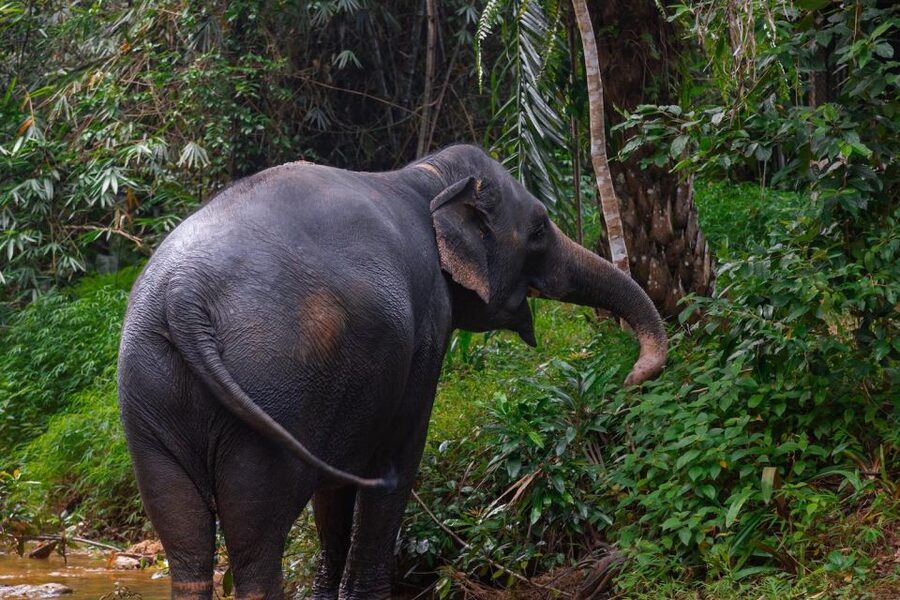 Khao Lak: All-Day Elephant Sanctuary Experience Small Groups - Bringing Your Day Comfortably: What to Pack and What to Expect