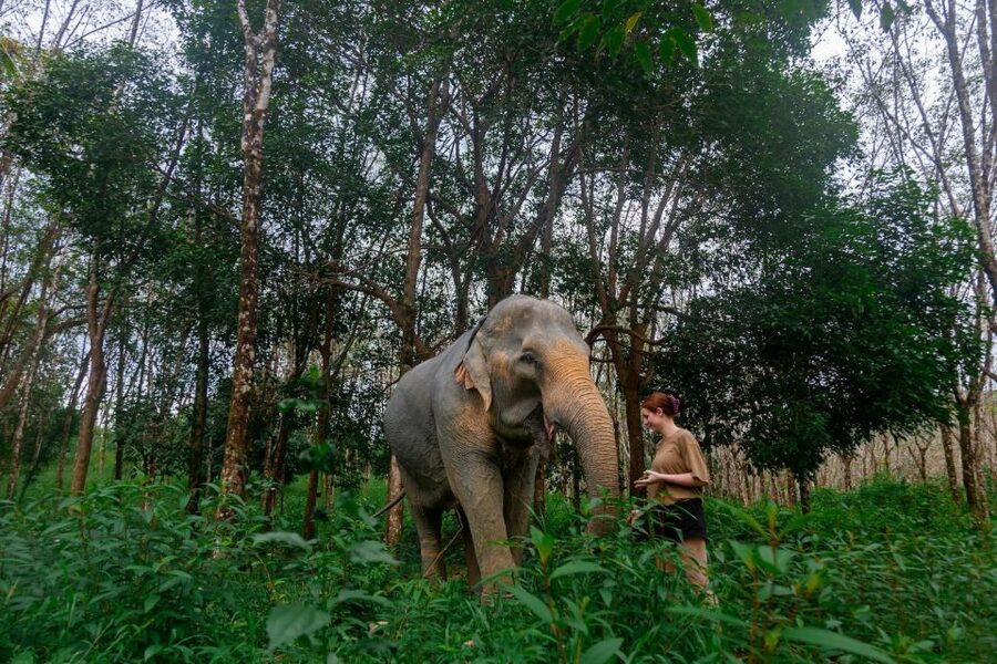 Khao Lak: All-Day Elephant Sanctuary Experience Small Groups - Price and Value: Is $166 a Good Deal for This Much Included?