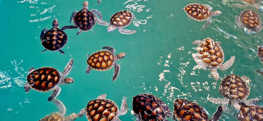 Khao Lak: Bamboo Raft, ATV & Sea Turtle Private Tour - Royal Thai Navy Sea Turtle Conservation Center: What You Actually Learn