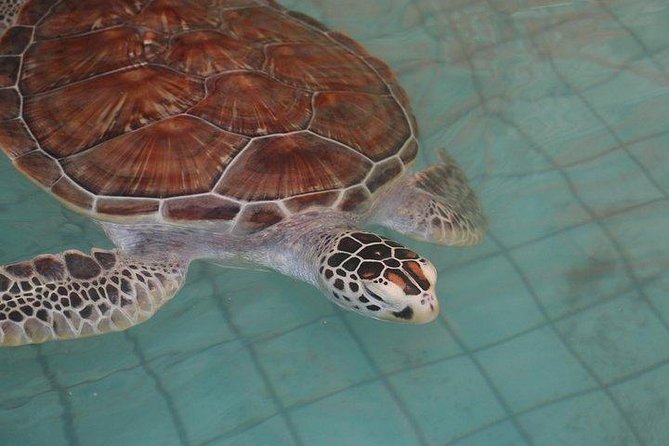 Khao Lak: Bamboo Rafting & Sea Turtle Conservation Center - Who This Tour Is Best For (And Who Should Skip It)