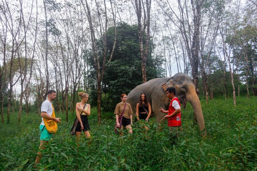 Khao Lak Eco Safari: Elephant Sanctuary Small Group Tour - Price and value: is $98 worth it?