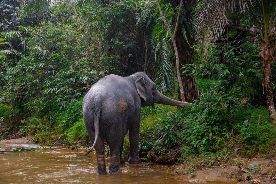 Khao Lak Eco Safari: Elephant Sanctuary Small Group Tour - Inside the sanctuary routine: feeding, walking, and respecting elephant choice