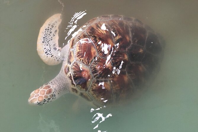 Khao Lak Eco-Safari: Elephants, Tsunami Museum, and Turtles - Tsunami Memorial + Patrol Boat 813: why this stop lands
