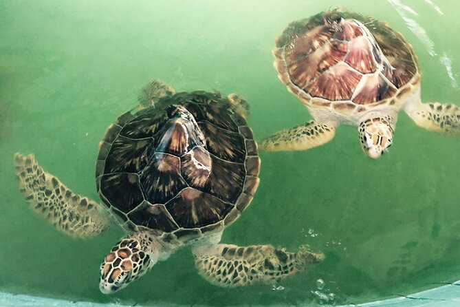 Khao Lak Eco-Safari: Elephants, Tsunami Museum, and Turtles - Who should book this eco-safari