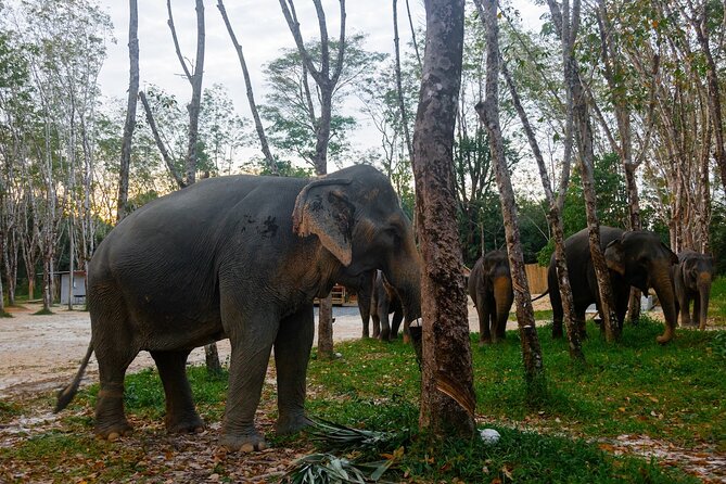 Khao Lak Eco-Safari: Elephants, Tsunami Museum, and Turtles - A Thai set lunch that actually helps you recharge