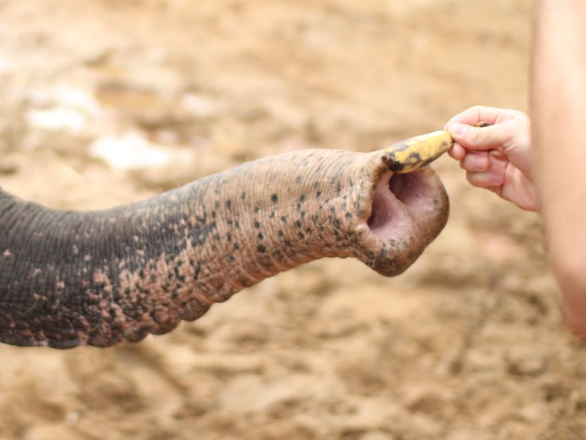 Khao Lak: Elephant Bathing and Turtle Center Visit - Pickup in Khao Lak: Smooth Start, Clear Contact