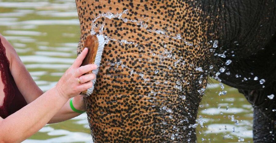 Khao Lak: Elephant Bathing and Turtle Center Visit - Mahouts, Behavior, and the Mud-Bath Reality Check