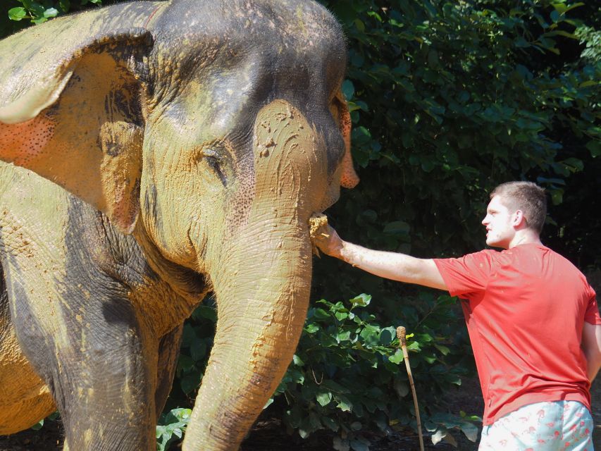 Khao Lak: Elephant Bathing and Turtle Center Visit - How the 210 Minutes Usually Feels (Morning vs Afternoon)