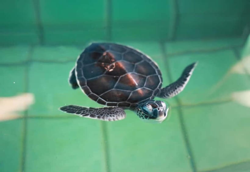 Khao Lak: Elephant Bathing and Turtle Center Visit - Price and Value: Where the $63 Actually Goes