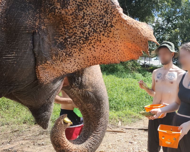 Khao Lak: Elephant Bathing and Turtle Center Visit - What to Bring (and What to Leave for Later)
