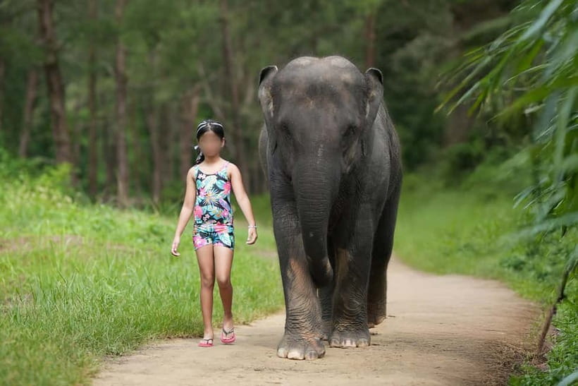 Khao Lak: Elephant Bathing and Turtle Center Visit - Ethical Elephant Park Time: What You’ll Actually Do