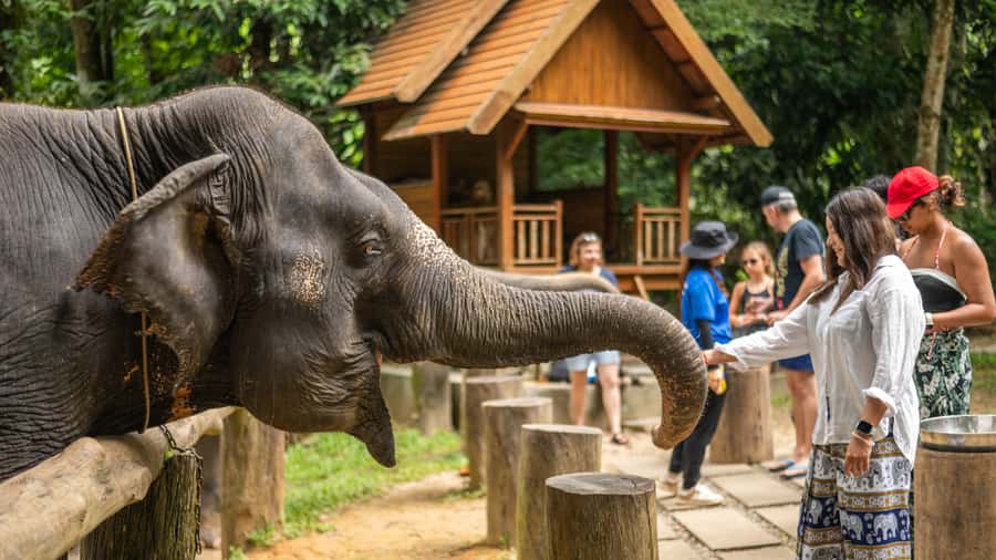 Khao Lak: Elephant Camp, Bamboo Rafting, and Waterfall Tour - Elephant Camp Time: Bathing and Feeding in a Respectful Setting