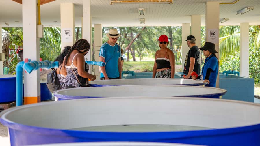 Khao Lak: Elephant Camp, Bamboo Rafting, and Waterfall Tour - Bamboo Rafting Through Quiet Jungle Water