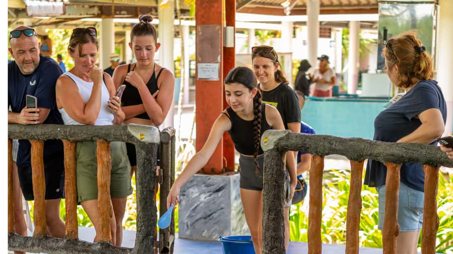 Khao Lak: Elephant Camp, Bamboo Rafting, and Waterfall Tour - Sea Turtle Conservation Center: Learning Without the Lecture Tone