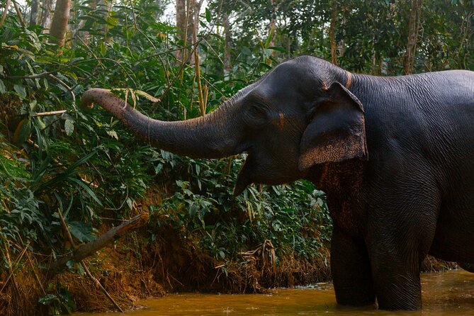 Khao Lak Elephant Sanctuary Full Day Small Group Tour - Thai cooking class lunch: Pad Thai, Som Tam, Tom Yum, and mango sticky rice