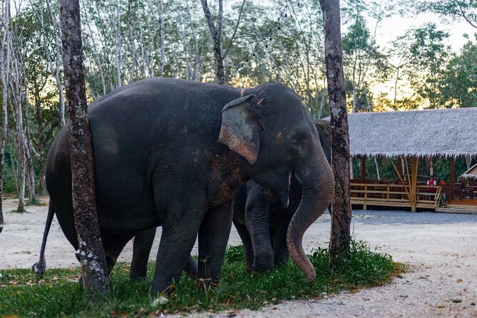 Khao Lak Elephant Sanctuary Full Day Small Group Tour - A sustainability stop with a local gardener