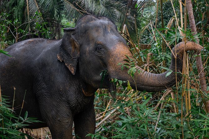 Khao Lak Elephant Sanctuary Full Day Small Group Tour - Price and value: what $174.24 buys on a full day