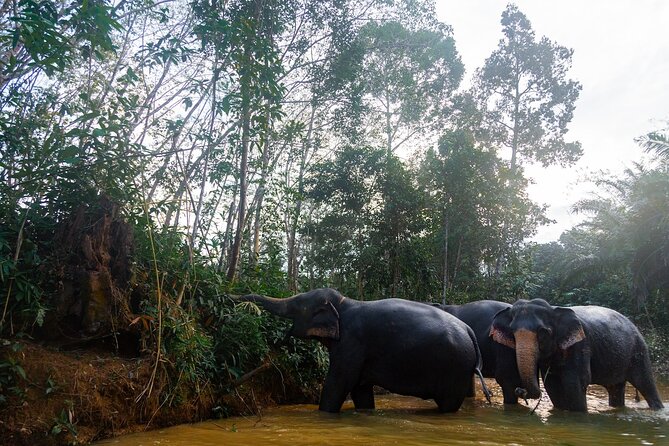 Khao Lak Elephant Sanctuary Tour with Waterfall and Lunch - Sai Rung waterfall: river time, the 2 km option, and swimming reality